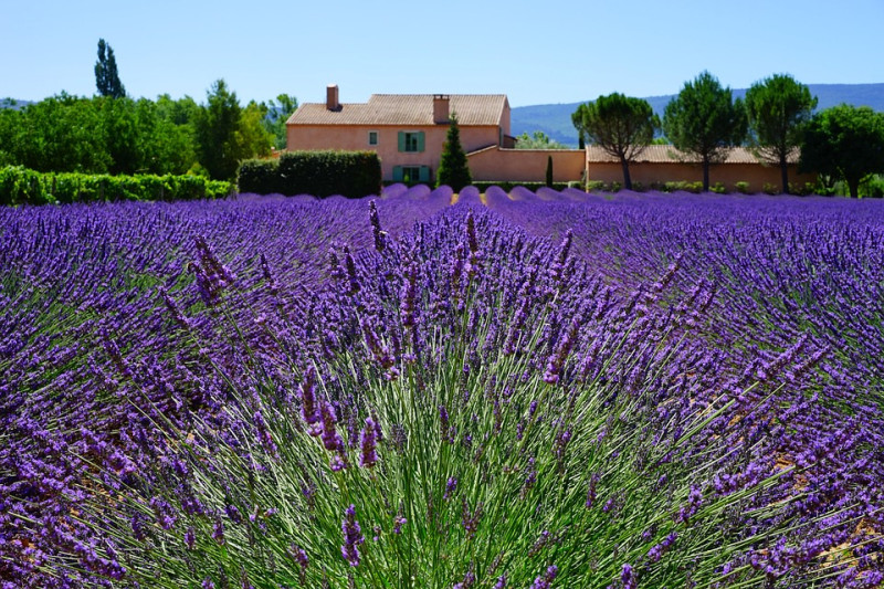 Hoog bloeiende - lavendel planten